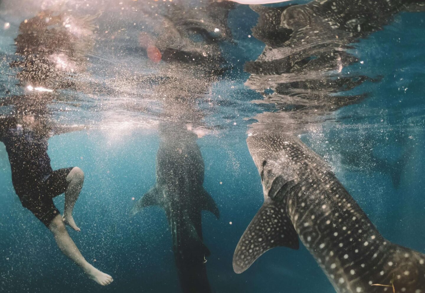 whale sharks 2 weeks philippines itinerary